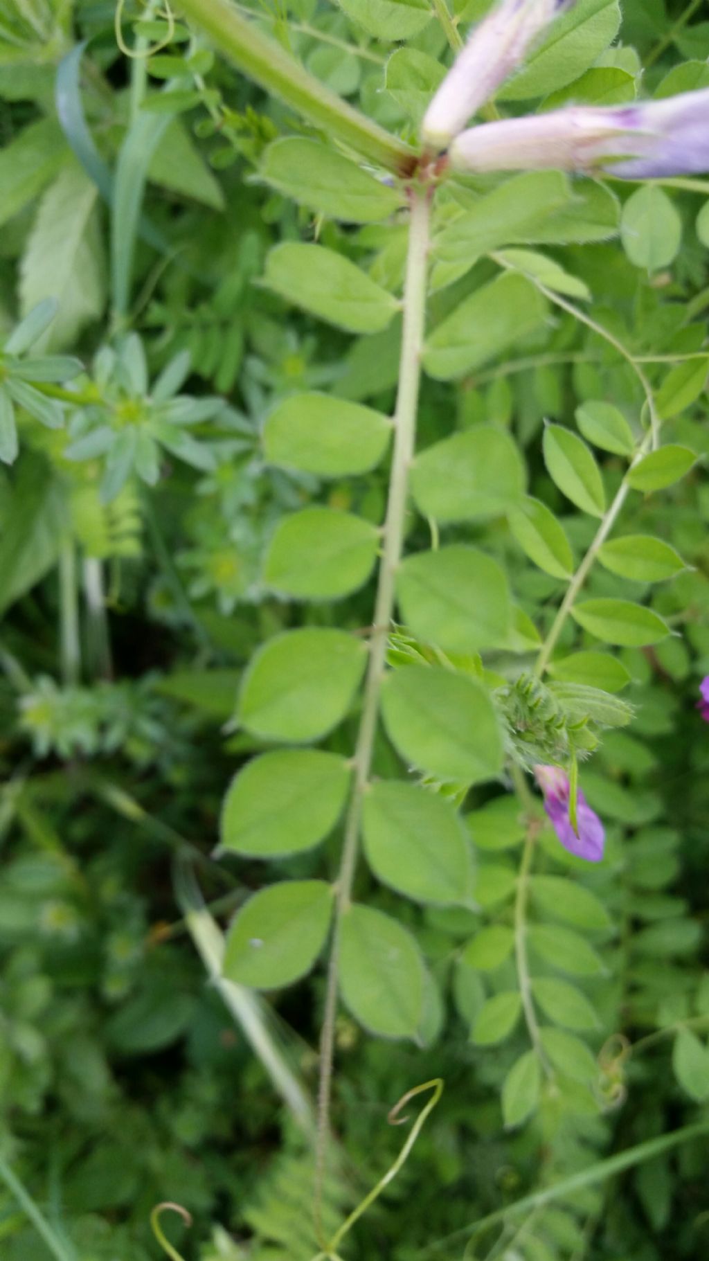 Fabaceae: impossibile andare oltre...